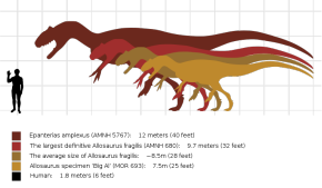 Allosaurus Size comparison