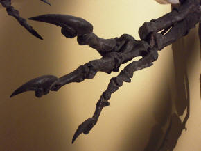 Allosaurus forelimb