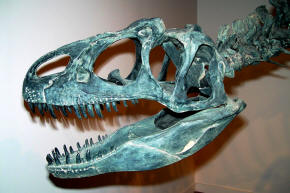 Allosaurus Skull