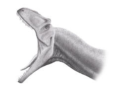 Allosaurus jaw
