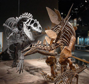 Allosaurus Stegosaurus