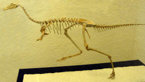 Alvarezsauridae