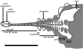 Ankylosaurus tail