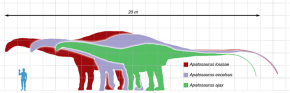 Apatosaurus scale