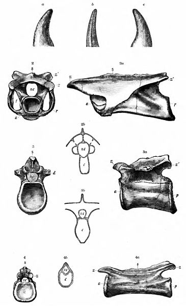 Coelurus vertebra