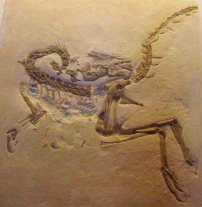 Compsognathus cast