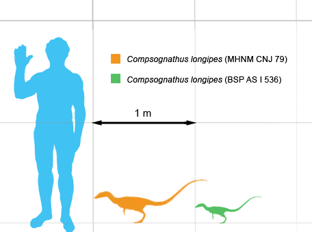 Compsognathus size
