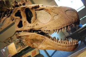 Daspletosaurus Skull