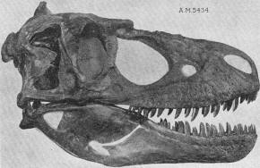 Daspletosaurus torosus skull