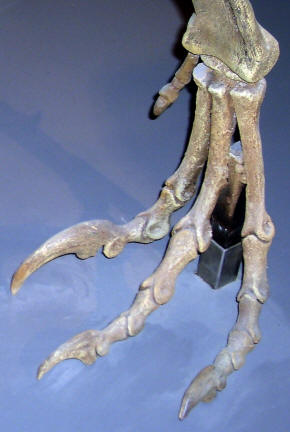 Deinonychus foot