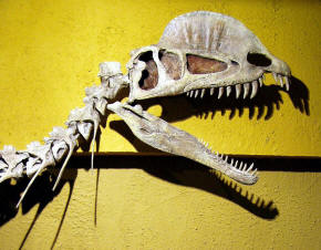 Dilophosaurus skull