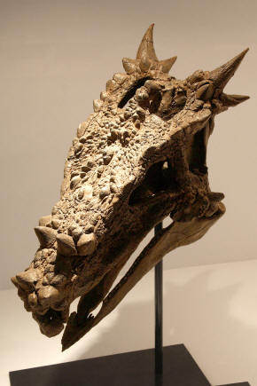Dracorex skull