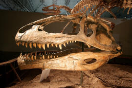 Giganotosaurus skull