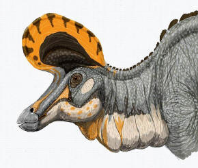 Lambeosaurus crest