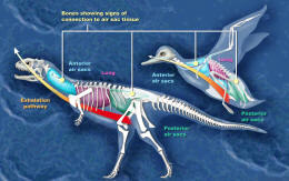 Majungasaurus respiratory system comparison with modern bird