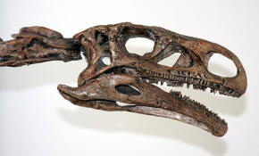 Plateosaurus skull