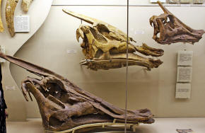 Saurolophus skull