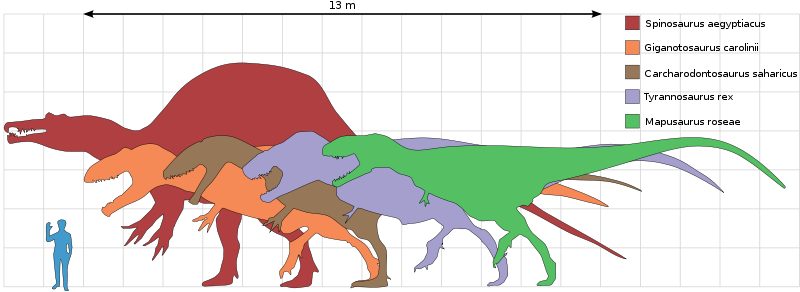 Spinosaurus scale