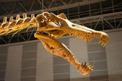 Spinosaurus skull