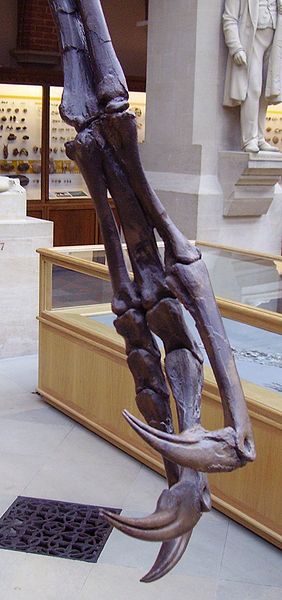 Struthiomimus hand structure
