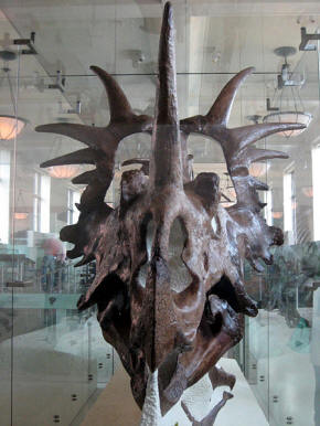 Styracosaurus frill
