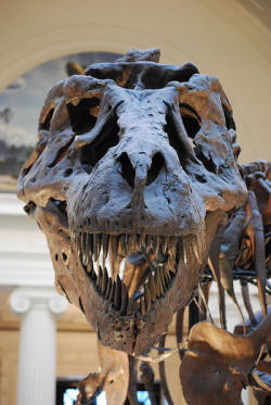 Tyrannosaurus Frontal View Sue
