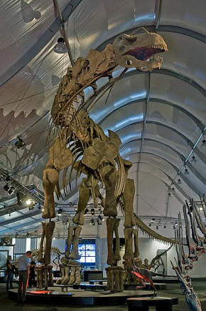 Titanosaur Argentinosaurus