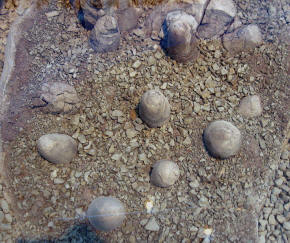 Troodon eggs