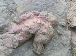 Tyrannosaurus footprint New Mexico