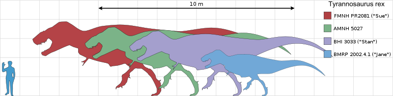Tyrannosaurus Scale