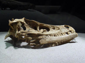 Velociraptor Skull