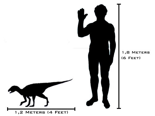 Heterodontosaurus scale