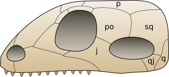 Synapsid Skull