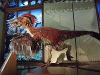 Deinonychus model in the Natural History Museum, Vienna