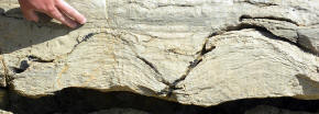 Cambrian Stromatolite