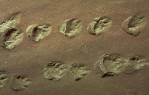 Coconino Sandstone Footprints