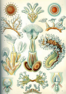 Haeckel Bryozoa