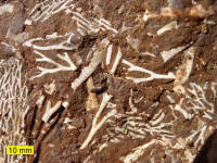 Bryozoa Fossils