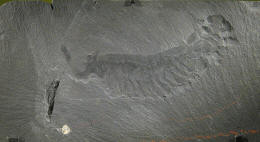 Opabinia Fossil