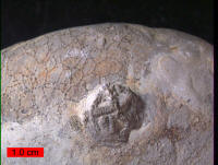 ordovician fossil bryozoa, edrioasteroid Cystaster stellatus