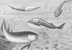 Silurian Fish